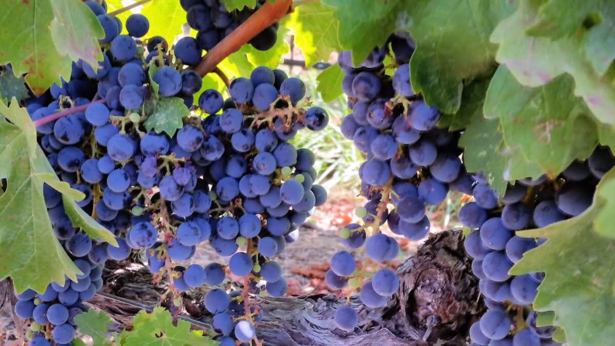 Researchers Find Surprising Link Between Grapes and Sun Protection