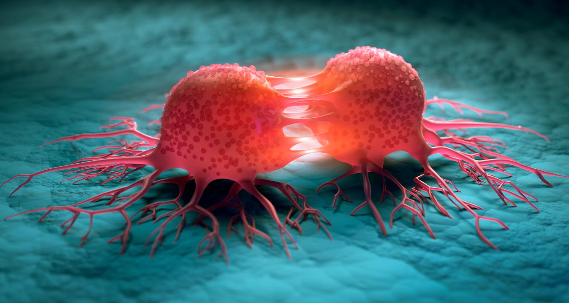 Cancer Cells Dividing