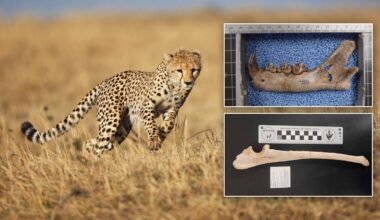 Scientists Say Pronghorn Got Their Speed Eluding American Cheetahs Across Wyoming