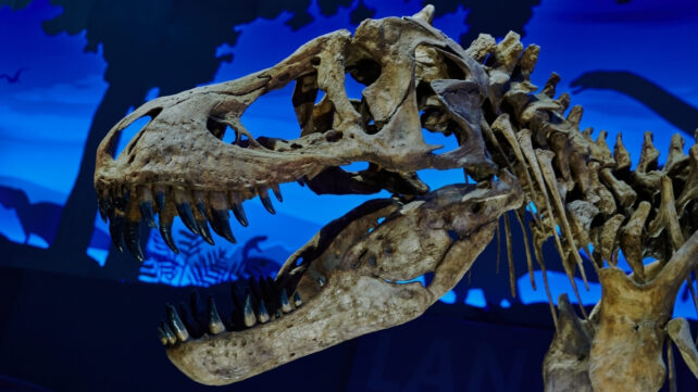Close-up of a Tyrannosaurus Rex skull fossil displayed in a museum.