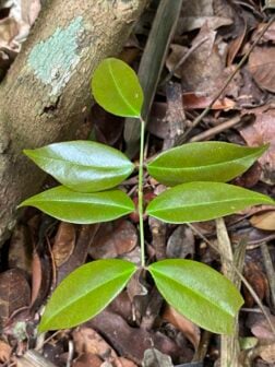 Copaifera Lucens Geovane Siqueira