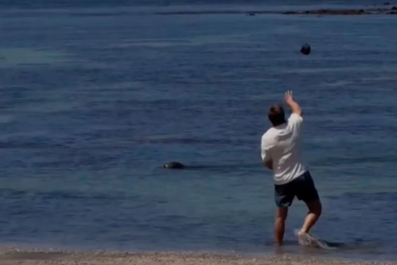 Video footage shows the man throwing a rock at the seal.