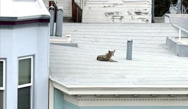 Coyote Seen Lounging on Rooftop In North Beach