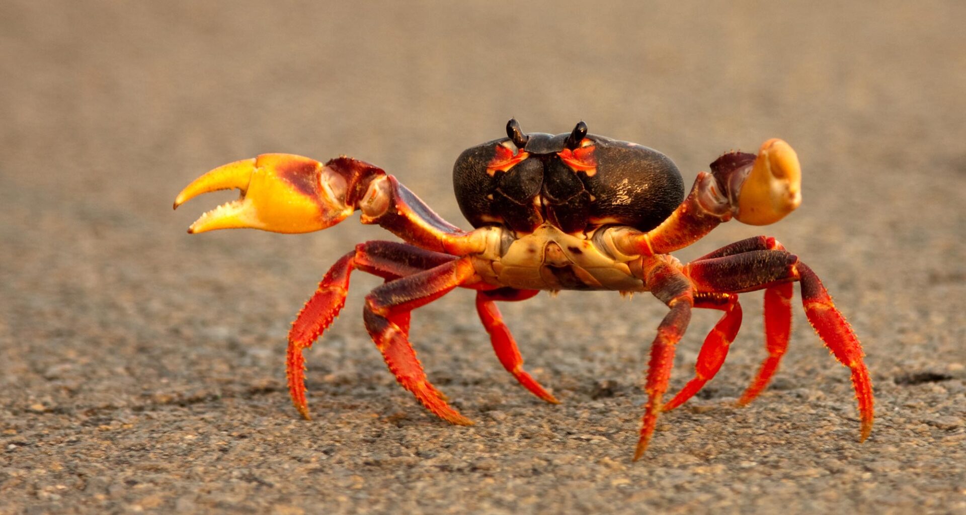 Crab Walk Close Up