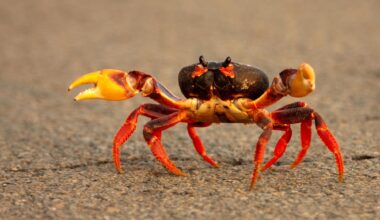 Crab Walk Close Up