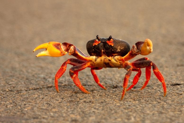 Crab Walk Close Up