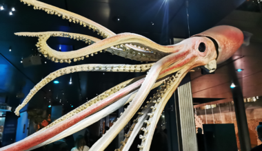 Nautilus home