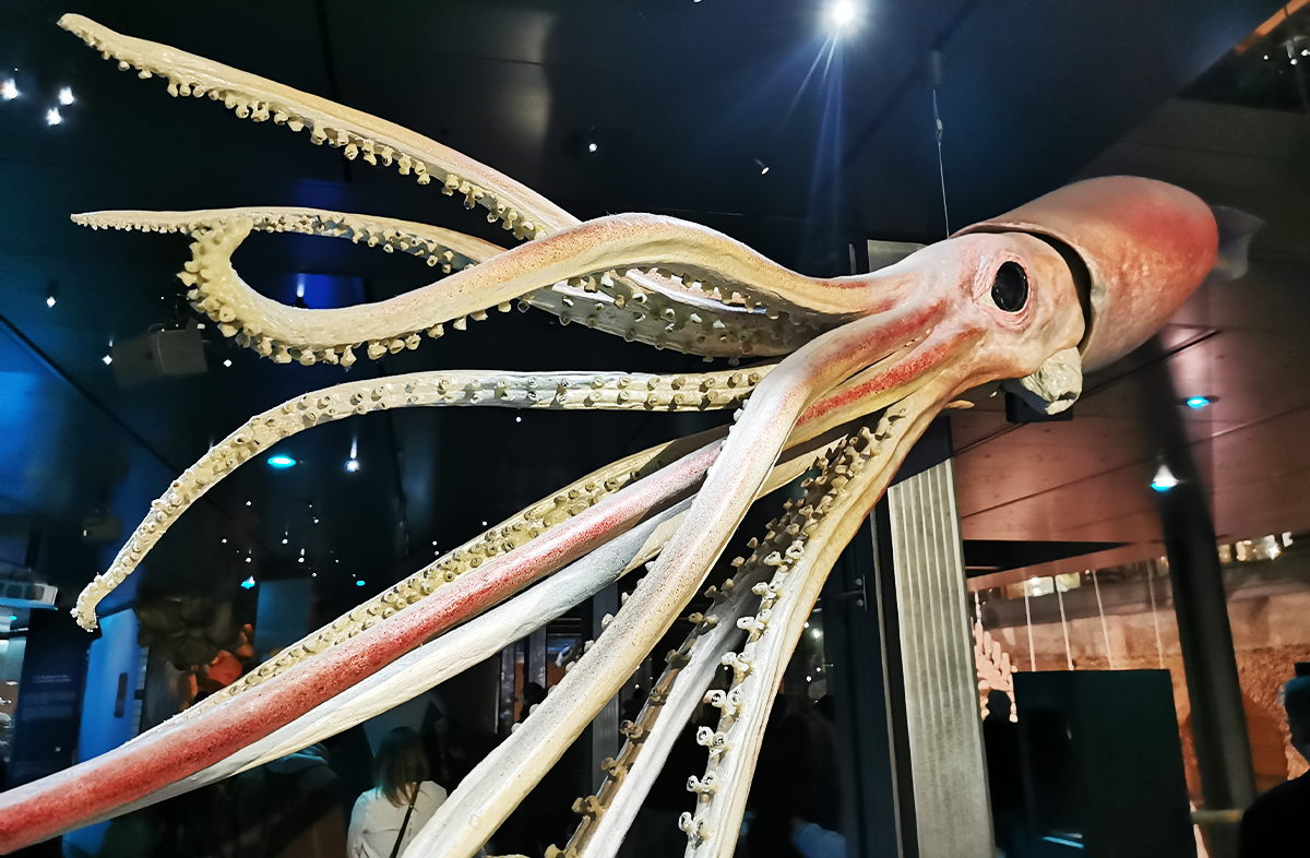Nautilus home