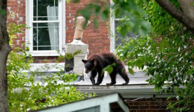 ‘Chill’ bear tranquilized after journey into Oregon Hill