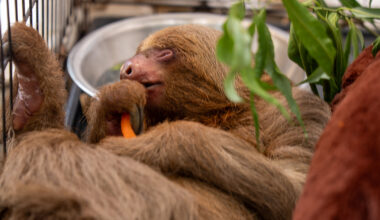 Florida Opens Criminal Probe Into Sloth World After Dozens of Animal Deaths