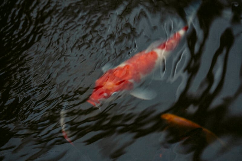 A blurred image of a red and white koi fish swimming beneath the surface of dark, rippled water, with another koi faintly visible below.