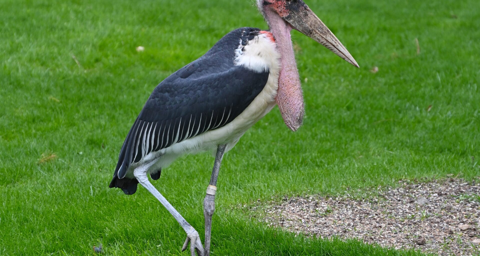 A marabou stork standing on green grass, with one leg raised and its large beak and pink neck pouch visible.