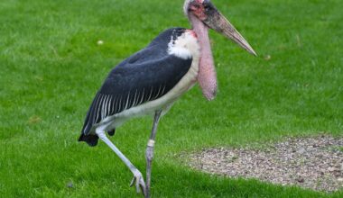 A marabou stork standing on green grass, with one leg raised and its large beak and pink neck pouch visible.