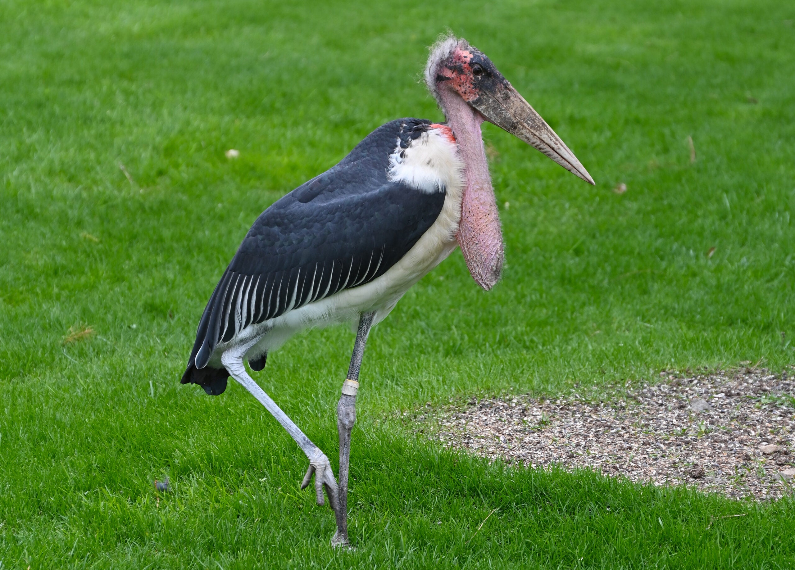 A marabou stork standing on green grass, with one leg raised and its large beak and pink neck pouch visible.