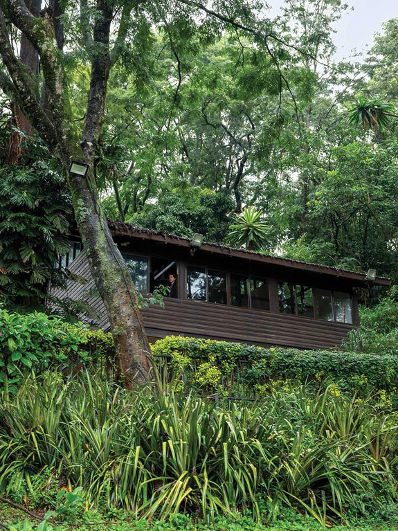 Modern house amid lush greenery and tall trees in a forested area, with large windows and a sloped roof.