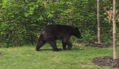 DNR weighs in on black bear sightings in Eau Claire