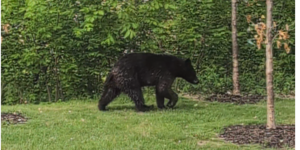 DNR weighs in on black bear sightings in Eau Claire