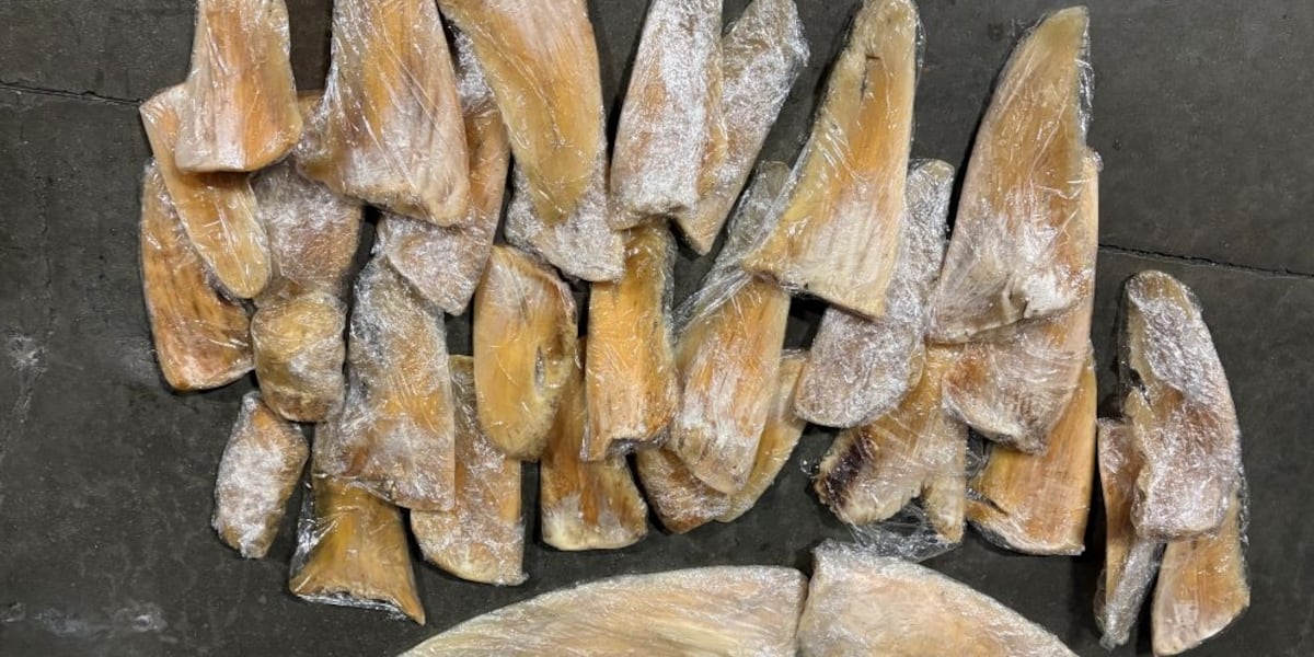 Dozens of shark fins seized on private jet out of Hawaii