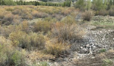 Moose carcass near Silverthorne’s North Pond Park will not be removed due to safety concerns