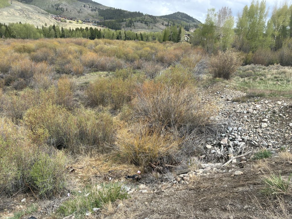 Moose carcass near Silverthorne’s North Pond Park will not be removed due to safety concerns