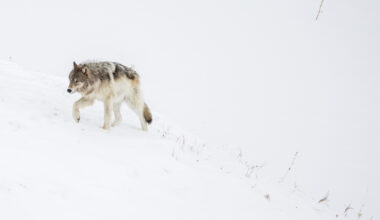 Disease outbreak cuts Wyoming, Yellowstone wolf numbers to lowest level since reintroduction era