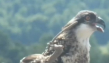 Ospreys appear to be signaling Lake Tahoe’s ecological health, officials say