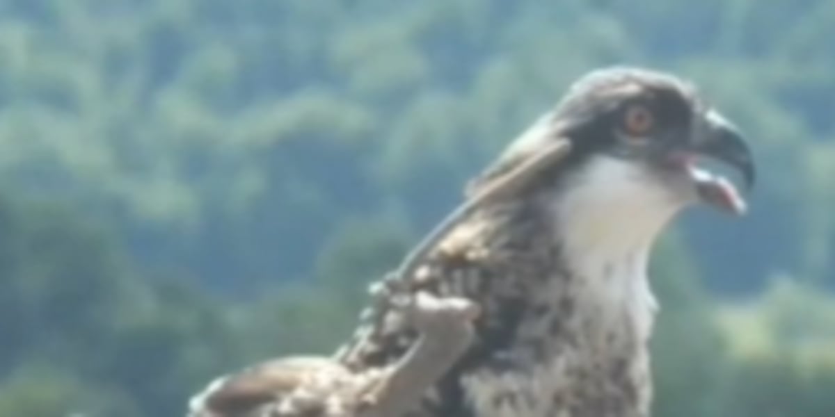 Ospreys appear to be signaling Lake Tahoe’s ecological health, officials say