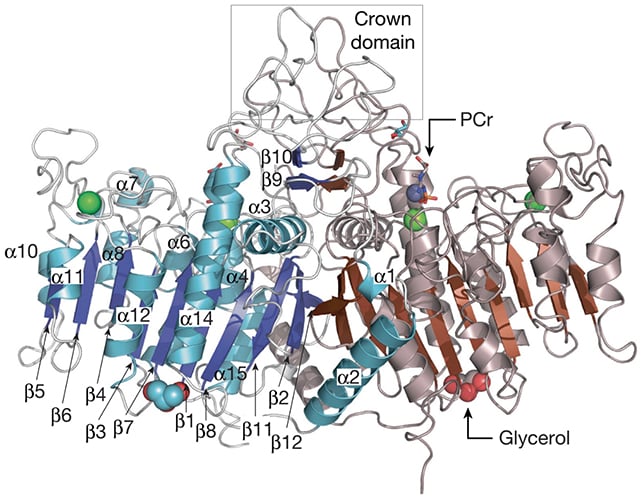 TNAP enzyme