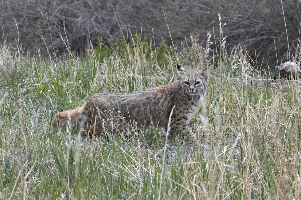 CPW releases an orphaned bobcat back into the wild after rehabilitation.