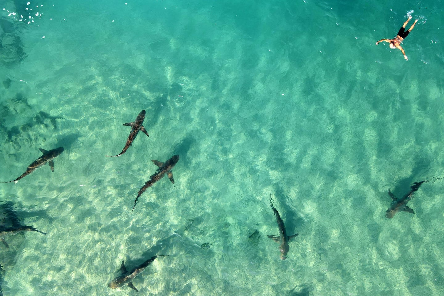 Dozens of sandbar and dusky sharks gathered off the coast of northern Israel on Dec. 30, 2022.