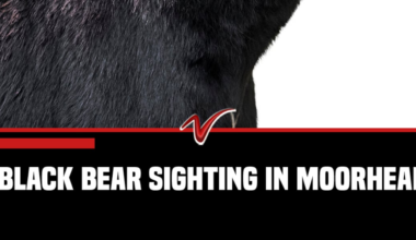 Moorhead police warn of black bear spotted near local campuses