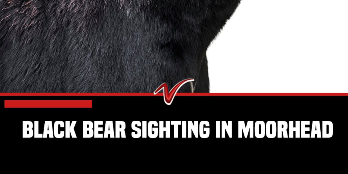 Moorhead police warn of black bear spotted near local campuses