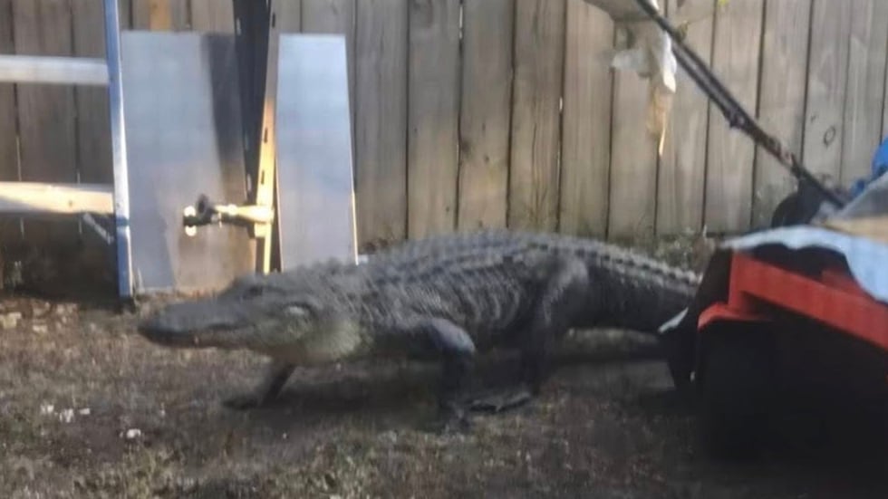 Photo showing an alligator walking through a yard via the Southport police department