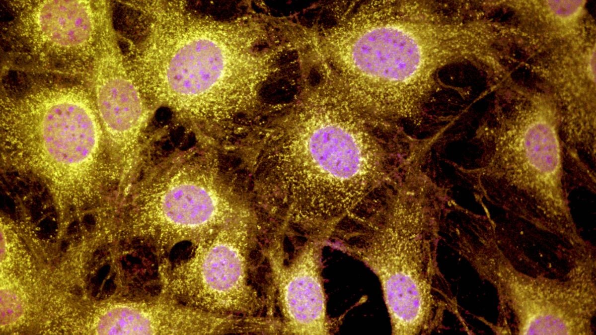 Mammals May Have a Hidden Limb Regeneration Ability We Never Knew About : ScienceAlert