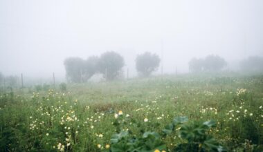 Foggy Weather Field Outside