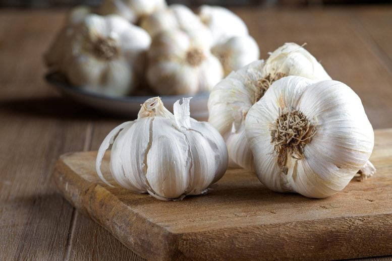 Fresh Organic Garlic Bulbs