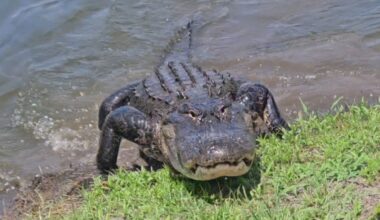 State officials warn alligator sightings may increase with mating season this summer