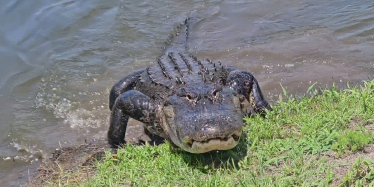 State officials warn alligator sightings may increase with mating season this summer