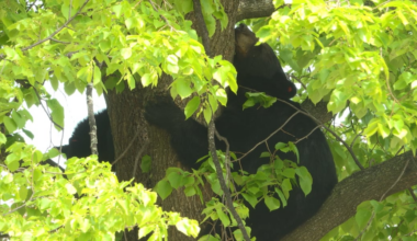 Mother bear, cub spotted in Wausau neighborhood tree