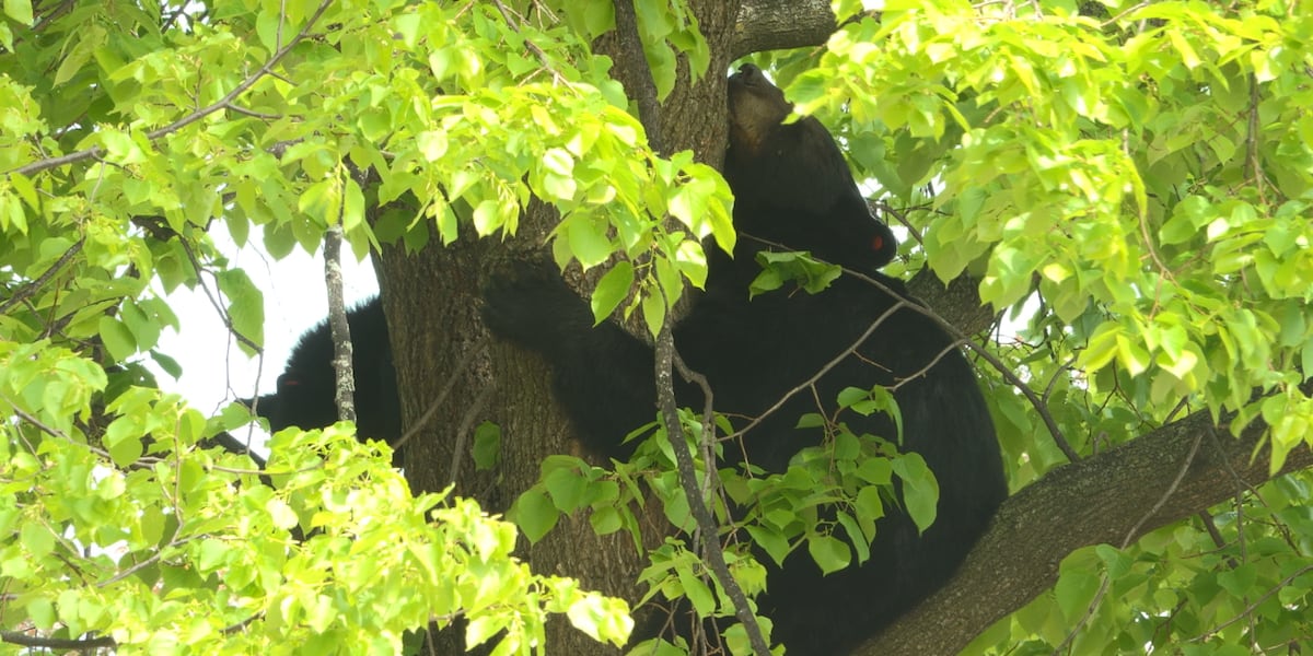 Mother bear, cub spotted in Wausau neighborhood tree