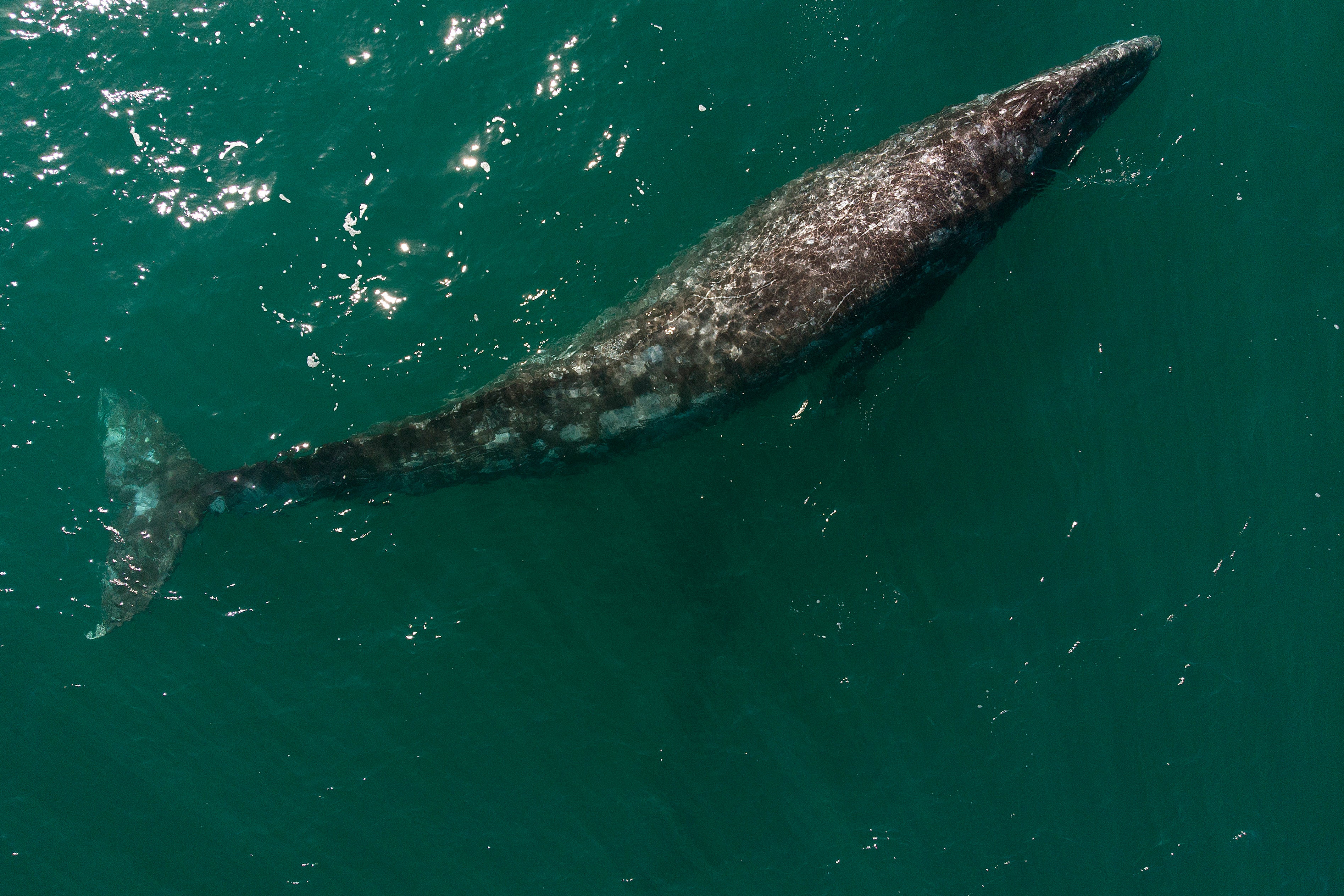 The whales are suffering from malnutrition, which researchers believe has been a consequence of climate change