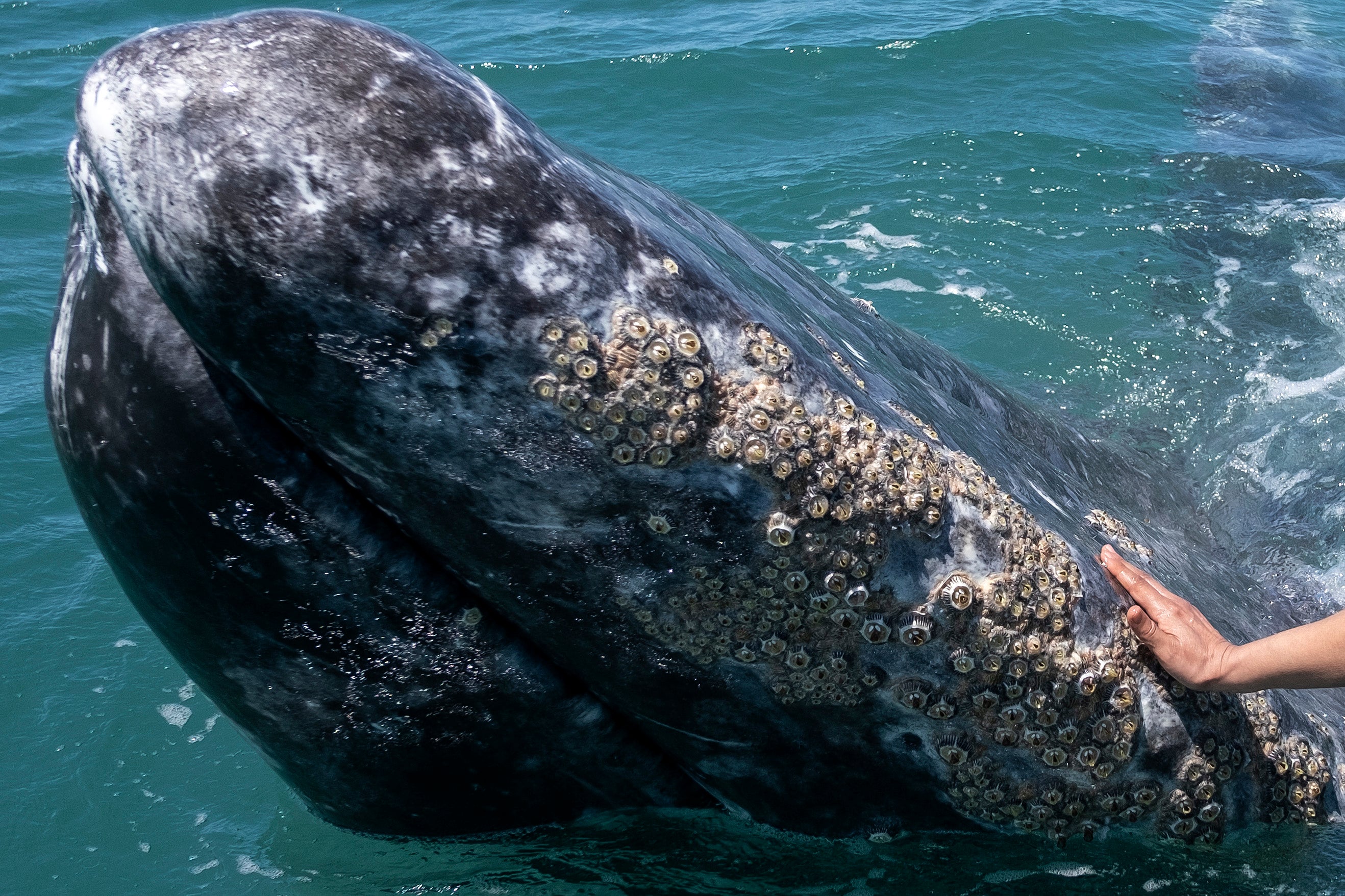 Experts believe climate change in the Arctic, where the whales migrate to feed, is reducing their prey