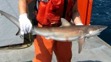 Dusky shark (Carcharhinus obscurus). (Photo by: HUM Images/Universal Images Group via Getty Images)