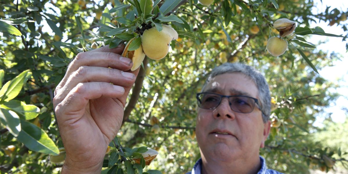 California farmers will destroy 420,000 peach trees after Del Monte closes canning facilities