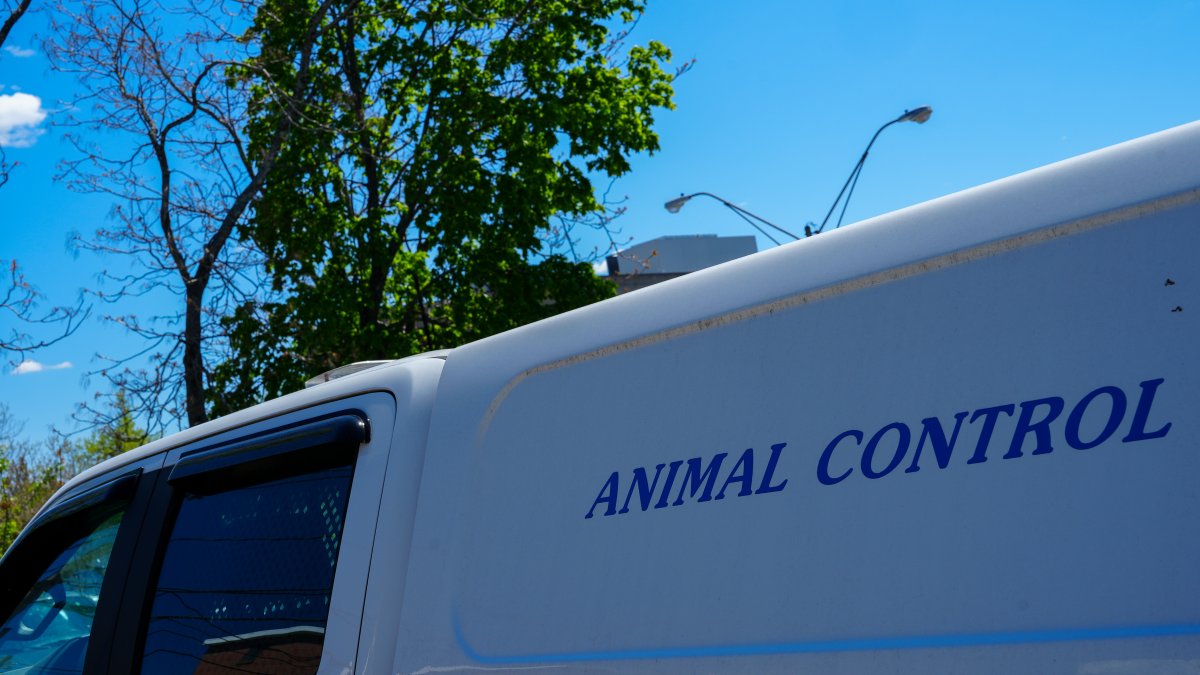 Athol warns of wild animals displaying neurological symptoms – NBC Boston