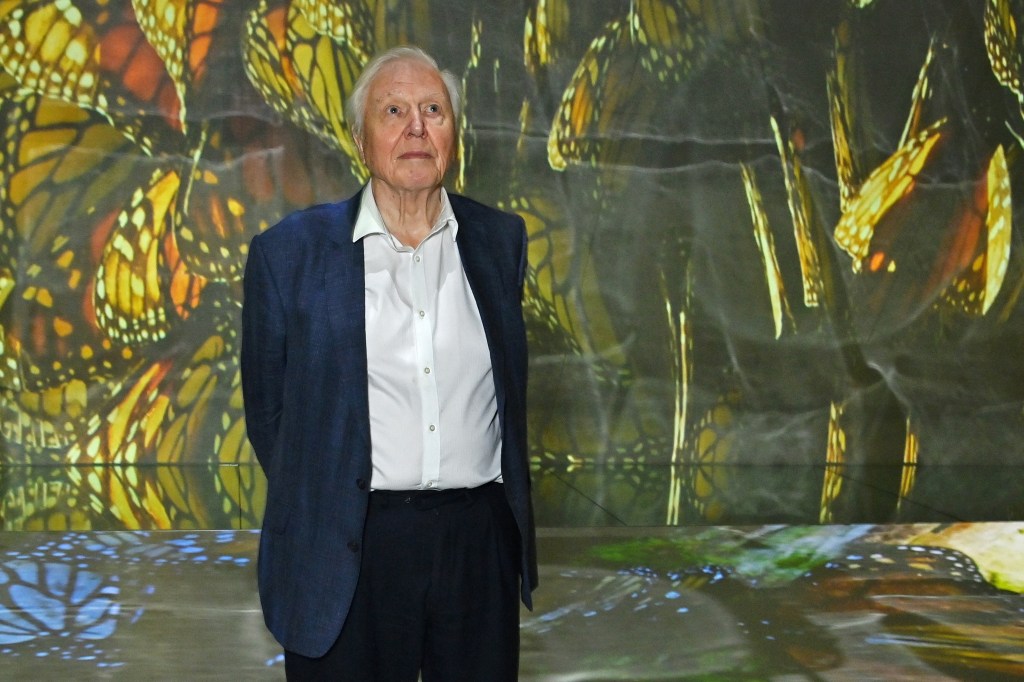 King Charles, Paddington Pay Tribute