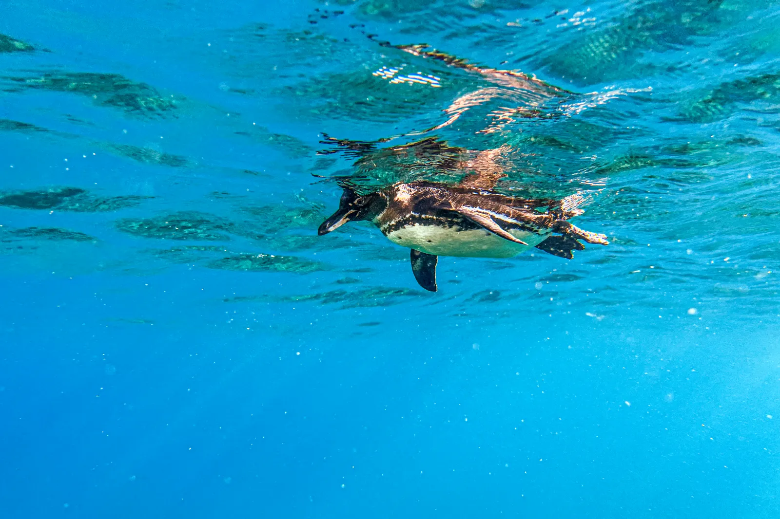 Underwater image of a Galápagos penguin at the Sombrero Chino dive site in the Galápagos archipelago, Ecuador, taken on February 29, 2024.