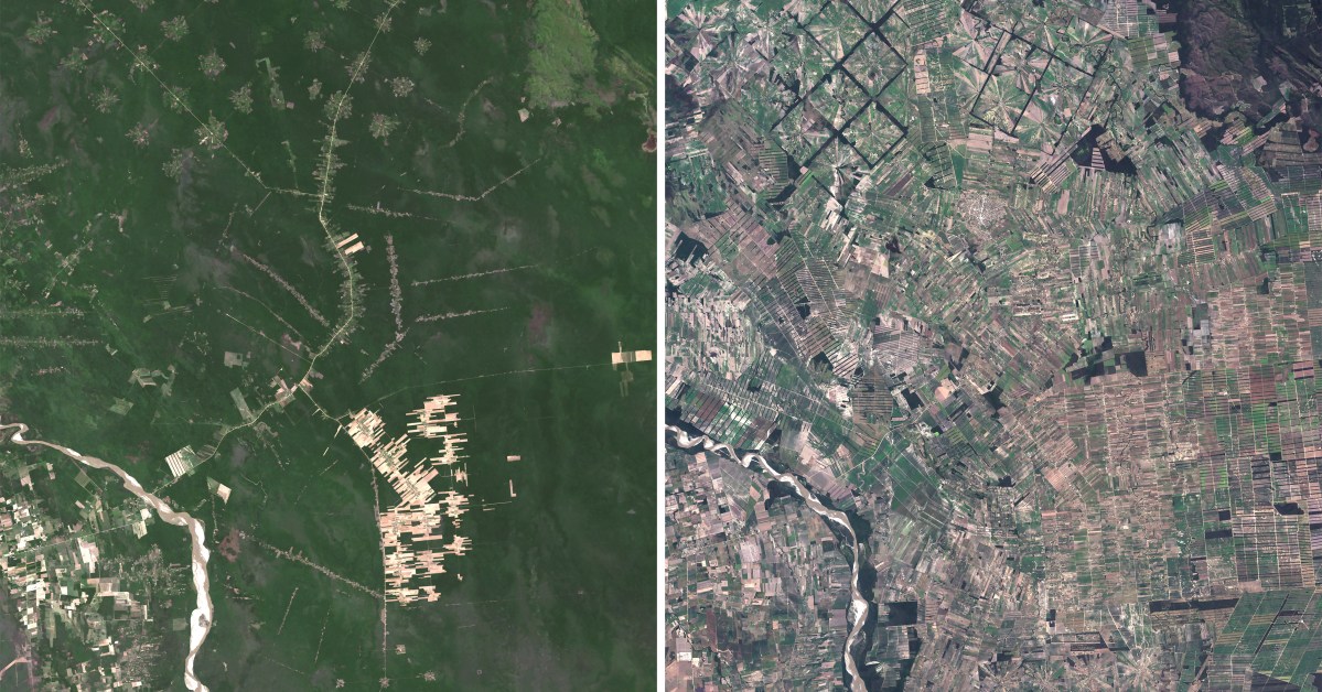 Bolivia’s deforestation crisis: Mennonite soy farming is fueling forest loss