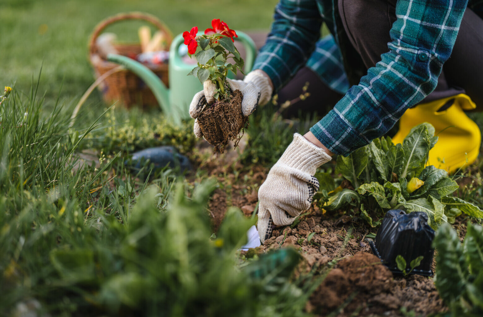 What to know about adding to your garden during the drought