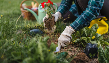 What to know about adding to your garden during the drought
